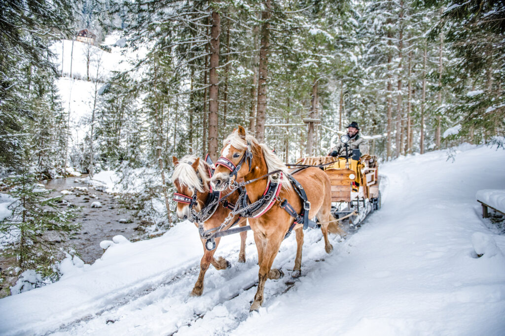 Pferdeschlittenfahrt durch verschneiten Wald