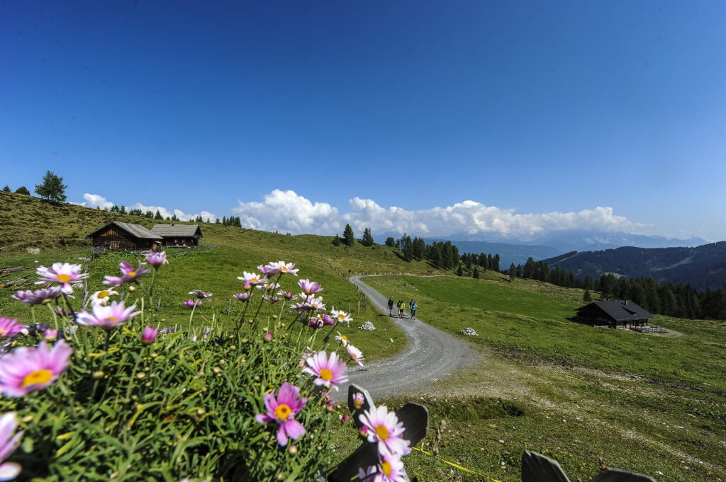 Blumen vor Almhütte auf der Lackenalm in Altenmarkt